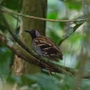 Image of Wing-banded Antbird