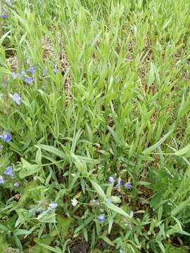 Image of Stellaria hebecalyx Fenzl