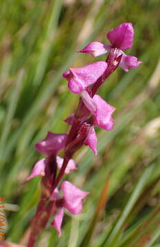 Image of Disperis tysonii Bolus