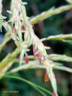 Слика од Sorghum arundinaceum (Desv.) Stapf