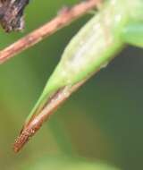 Image of Graceful Meadow Katydid