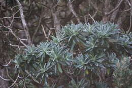 Image of Chatham Island Christmas tree