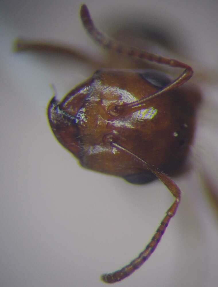 Image of Rossomyrmex