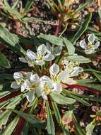 Eremothera nevadensis (Kellogg) W. L. Wagner & Hoch resmi