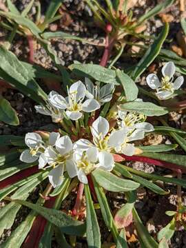 Imagem de Eremothera nevadensis (Kellogg) W. L. Wagner & Hoch