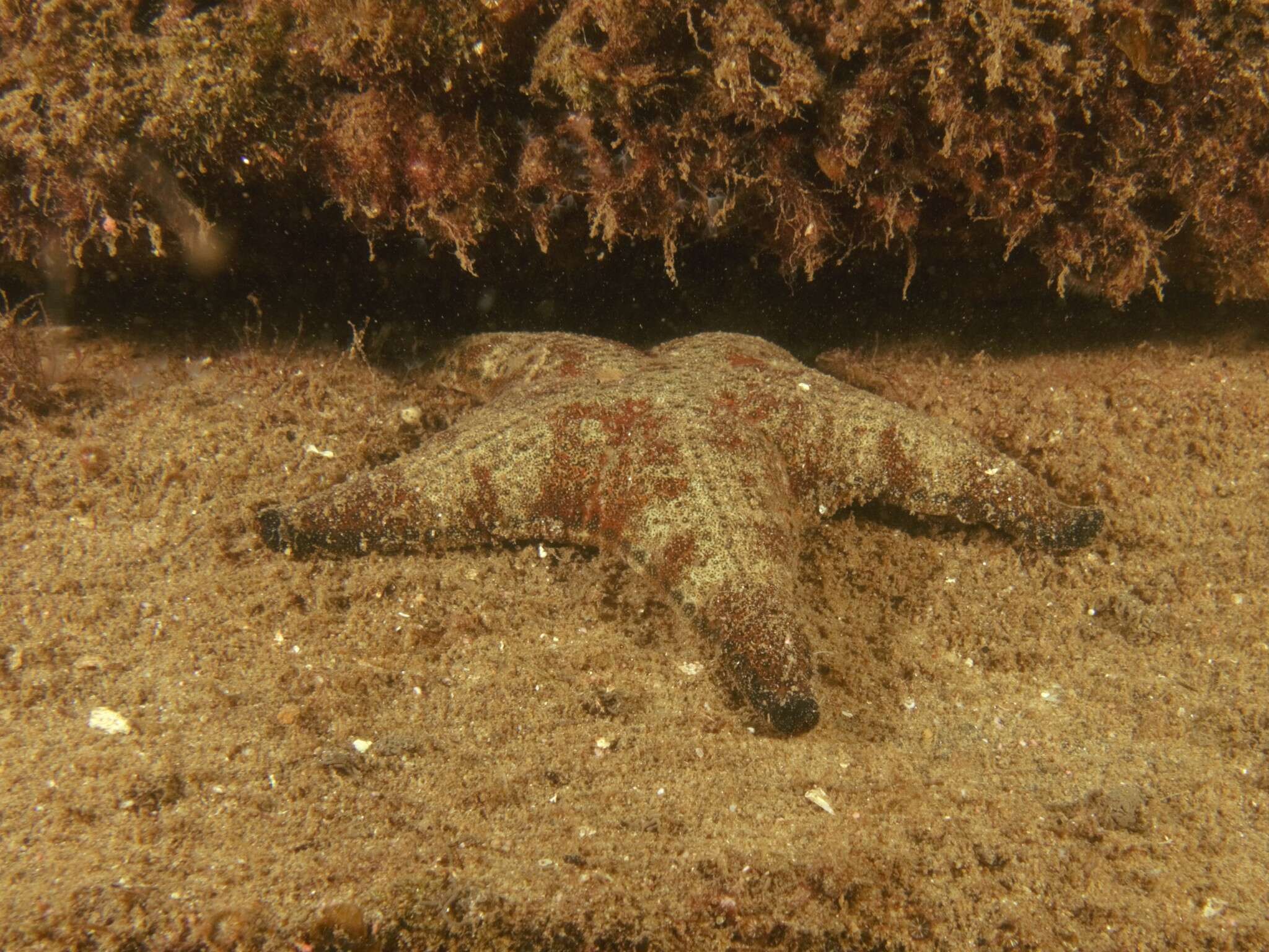 Image of <i>Anthenea sidneyensis</i>