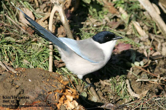 Image of Cyanopica Bonaparte 1850