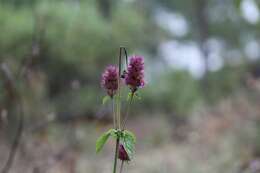 Imagem de Agastache palmeri (B. L. Rob.) Standl.