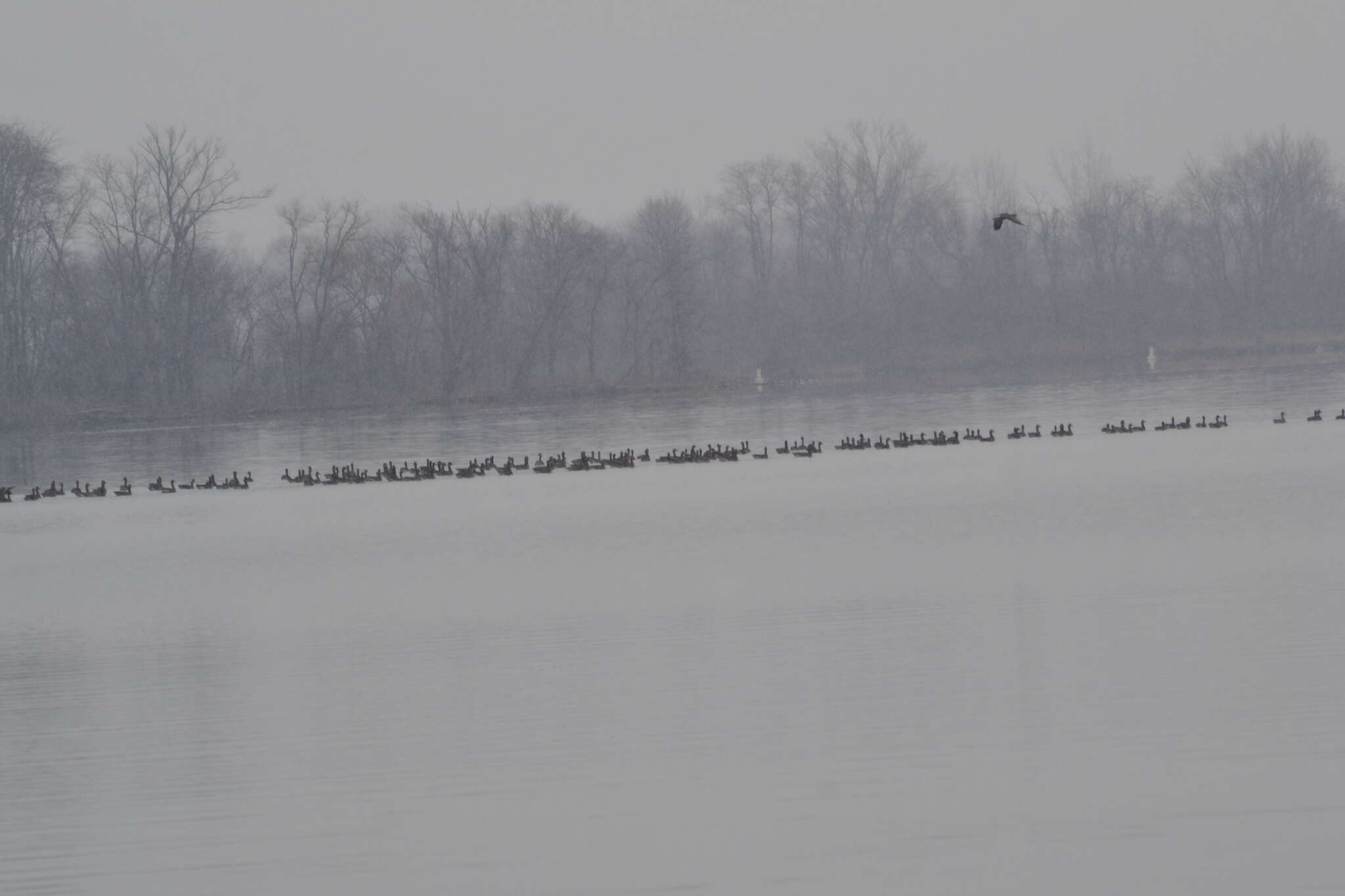 Image of Tule White-fronted Goose