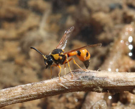 Eumenes tripunctatus (Christ 1791) resmi