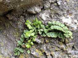 Image of Asplenium trichomanes subsp. pachyrachis (Christ) Lovis & Reichst.