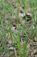 Image of True fox-sedge