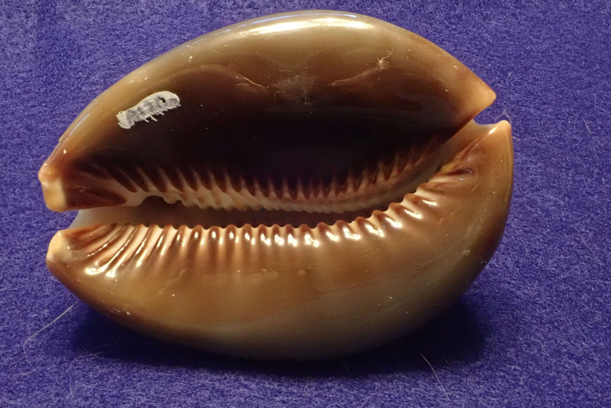 Image of Humpback Cowrie