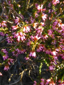 Image of Erica anguliger (N. E. Br.) E. G. H. Oliver