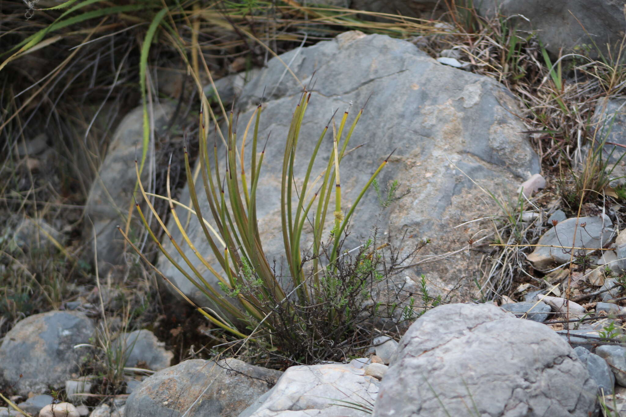 Agave striata subsp. falcata (Engelm.) Gentry resmi