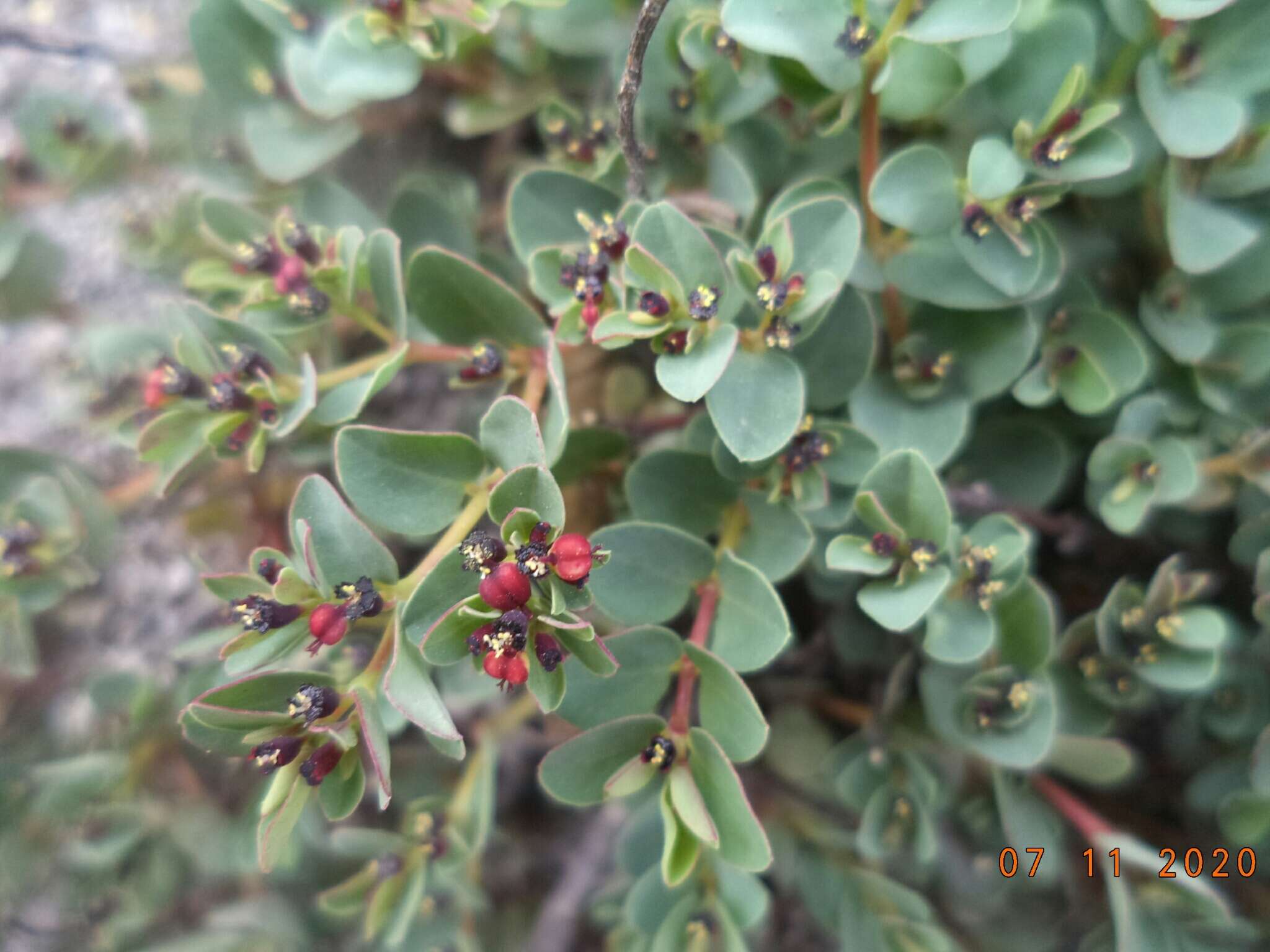 Sivun Euphorbia melanocarpa Boiss. kuva