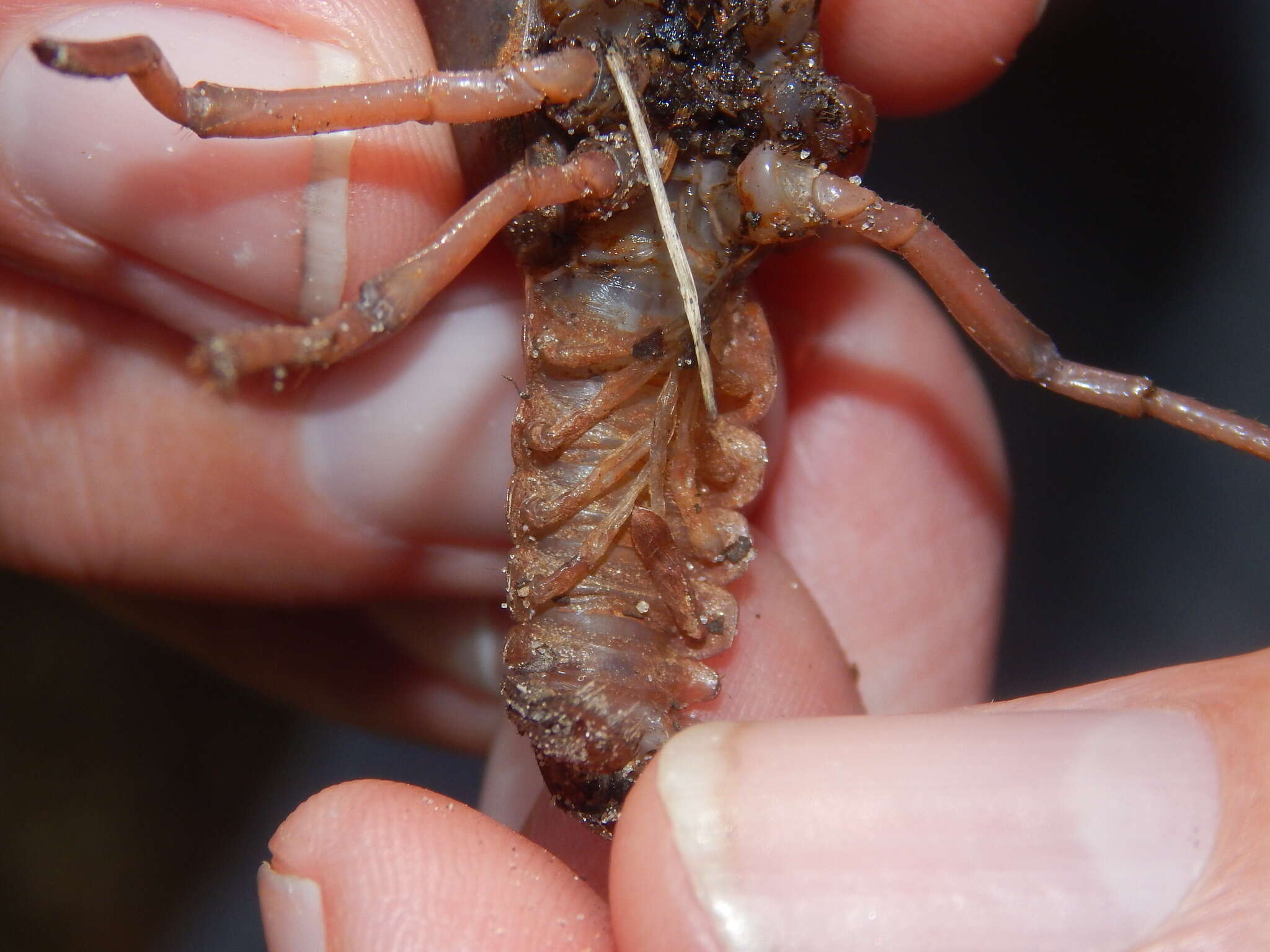 Image of Procambarus talpoides Hobbs 1981