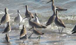 Image of Dowitcher