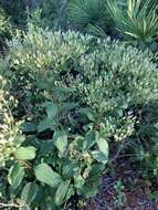 Image of Florida Indian plantain