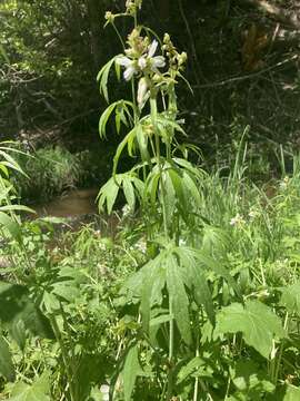 Sivun Sidalcea candida A. Gray kuva