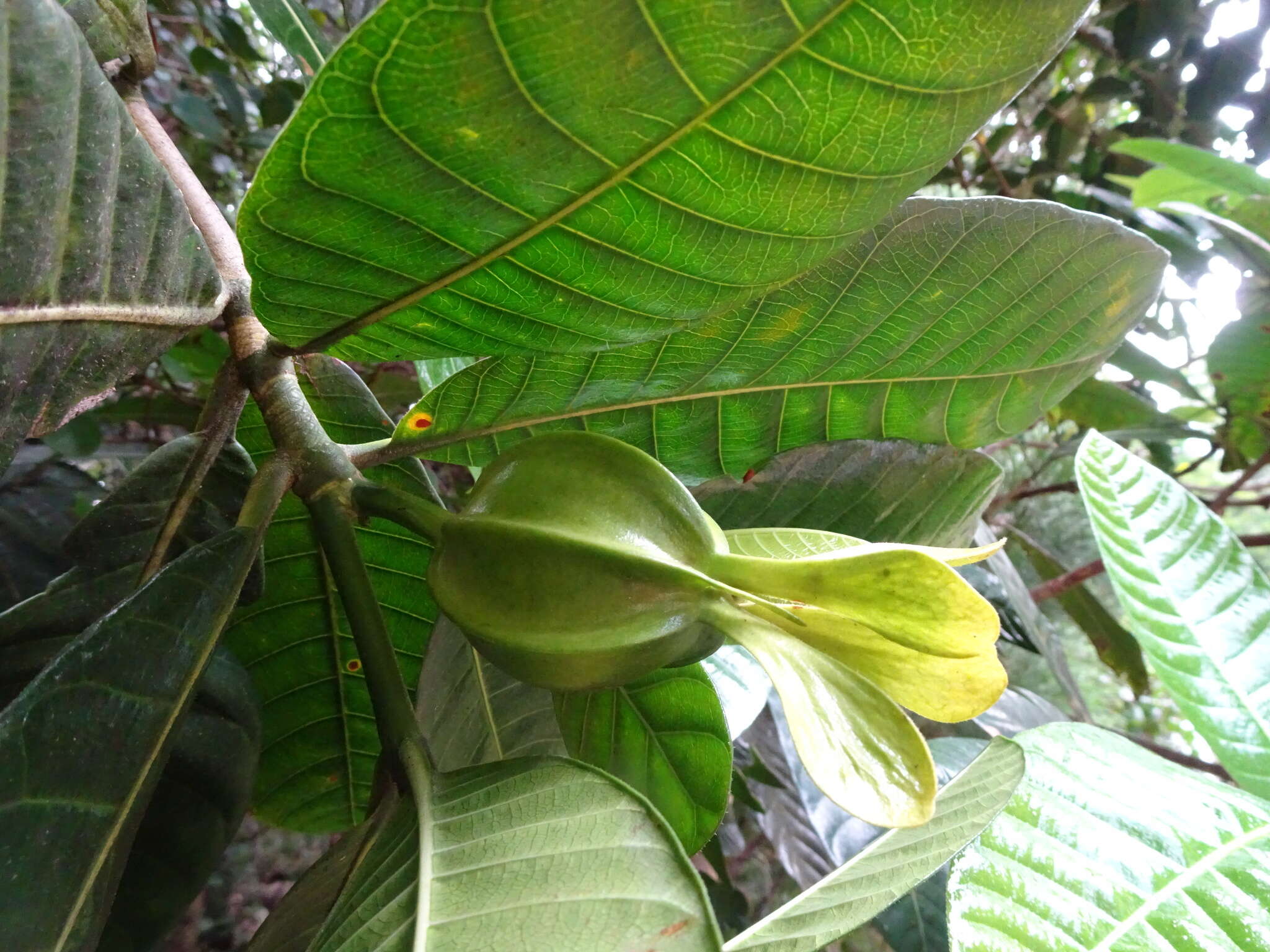 Gardenia aubryi Vieill. resmi