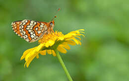 Plancia ëd <i>Melitaea deione</i>