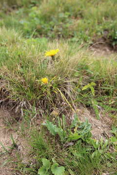 Image of Leontodon caucasicus (M. Bieb.) Fisch.