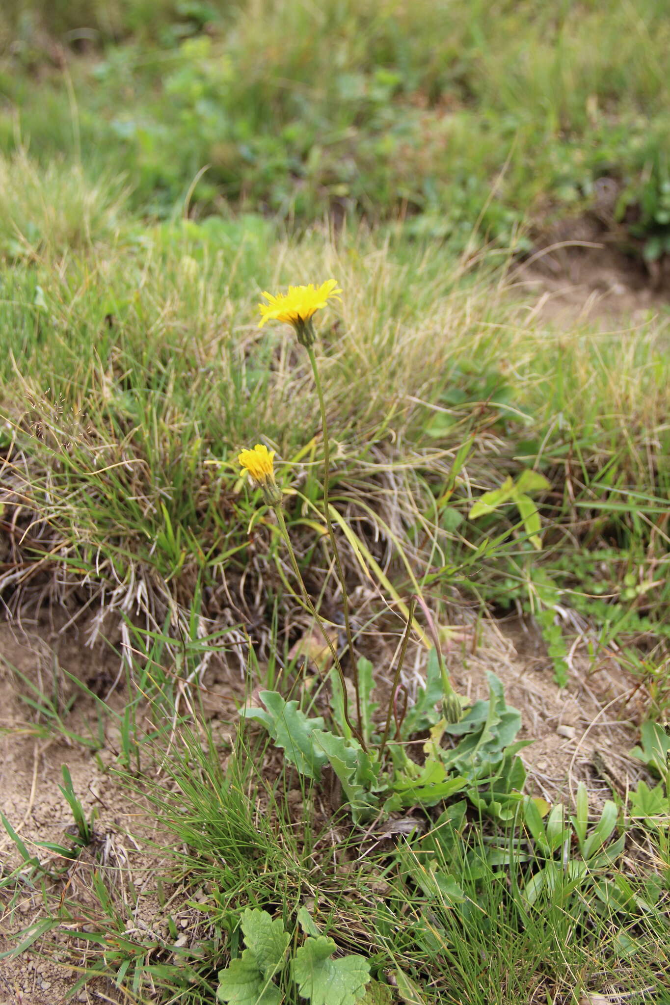 Image of Leontodon caucasicus (M. Bieb.) Fisch.