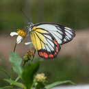 <i>Delias hyparete luzonensis</i> C. Felder & R. Felder 1862 resmi