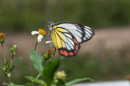 <i>Delias hyparete luzonensis</i> C. Felder & R. Felder 1862 resmi