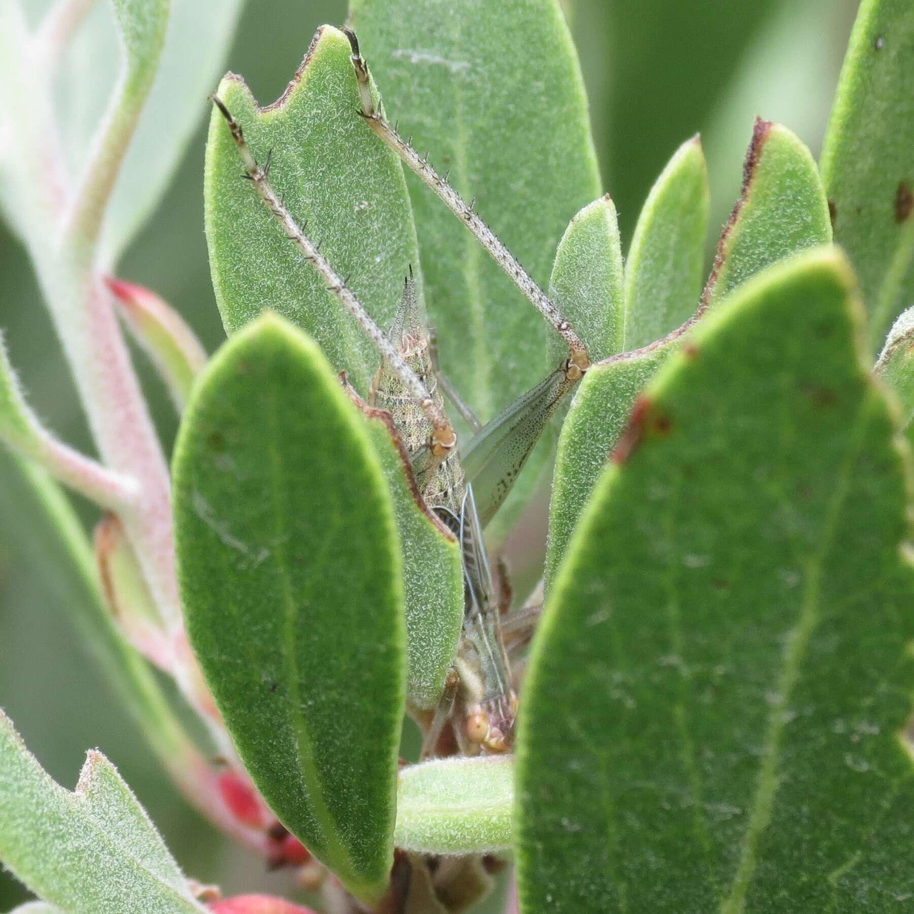 Imagem de Oecanthus californicus pictipennis Hebard 1935