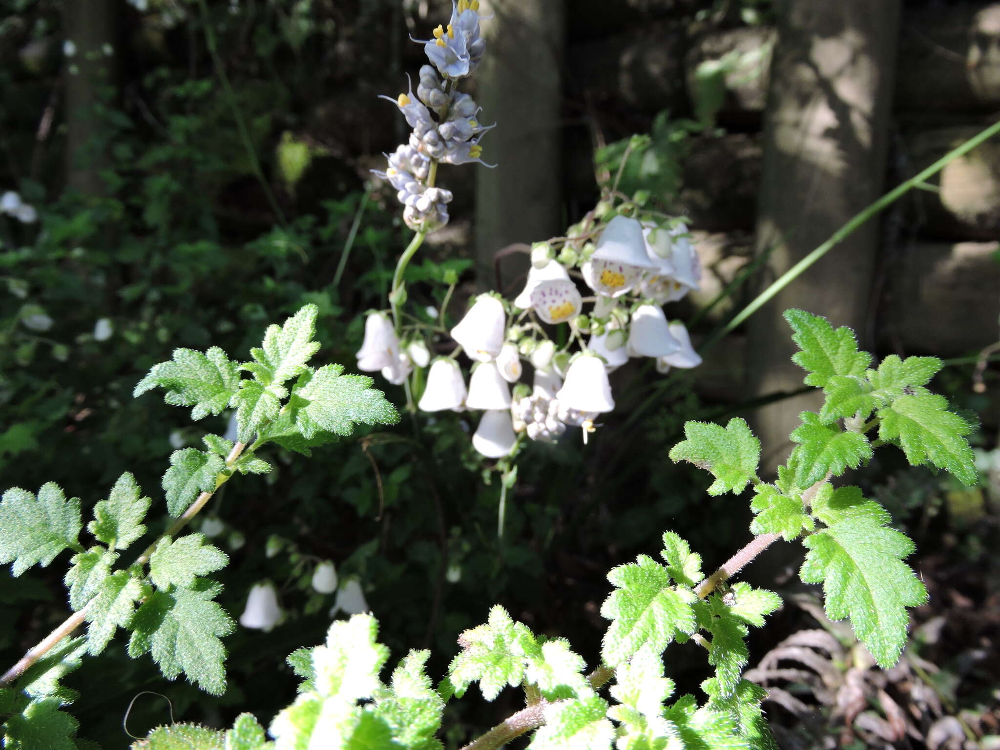 Image of Jovellana violacea (Cav.) G. Don