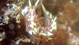 Image of White tipped red and white slug