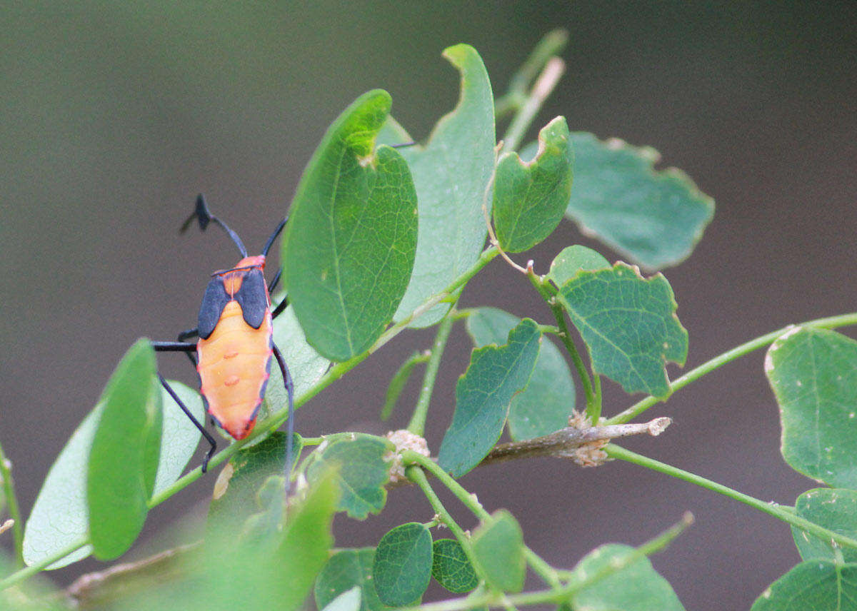 صورة Galaesus hasticornis (Thunberg 1784)