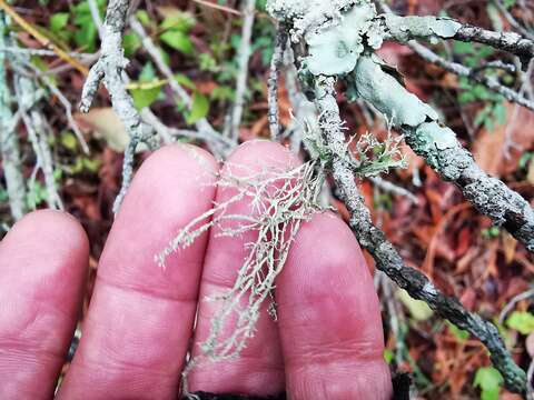 Image of Peruvian cartilage lichen