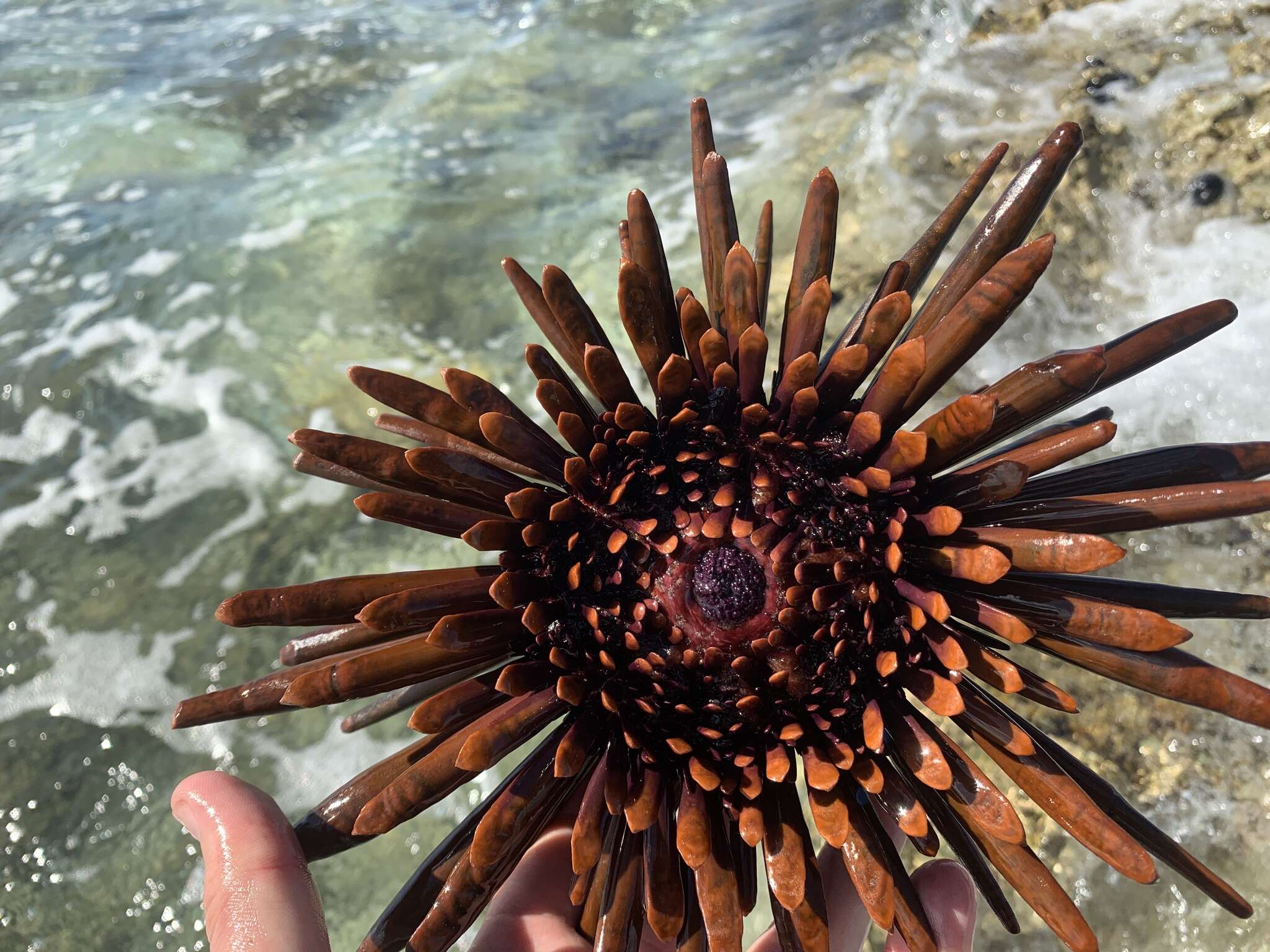 Image of Red pencil urchin
