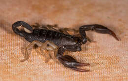 Euscorpius flavicaudis (De Geer 1778) resmi