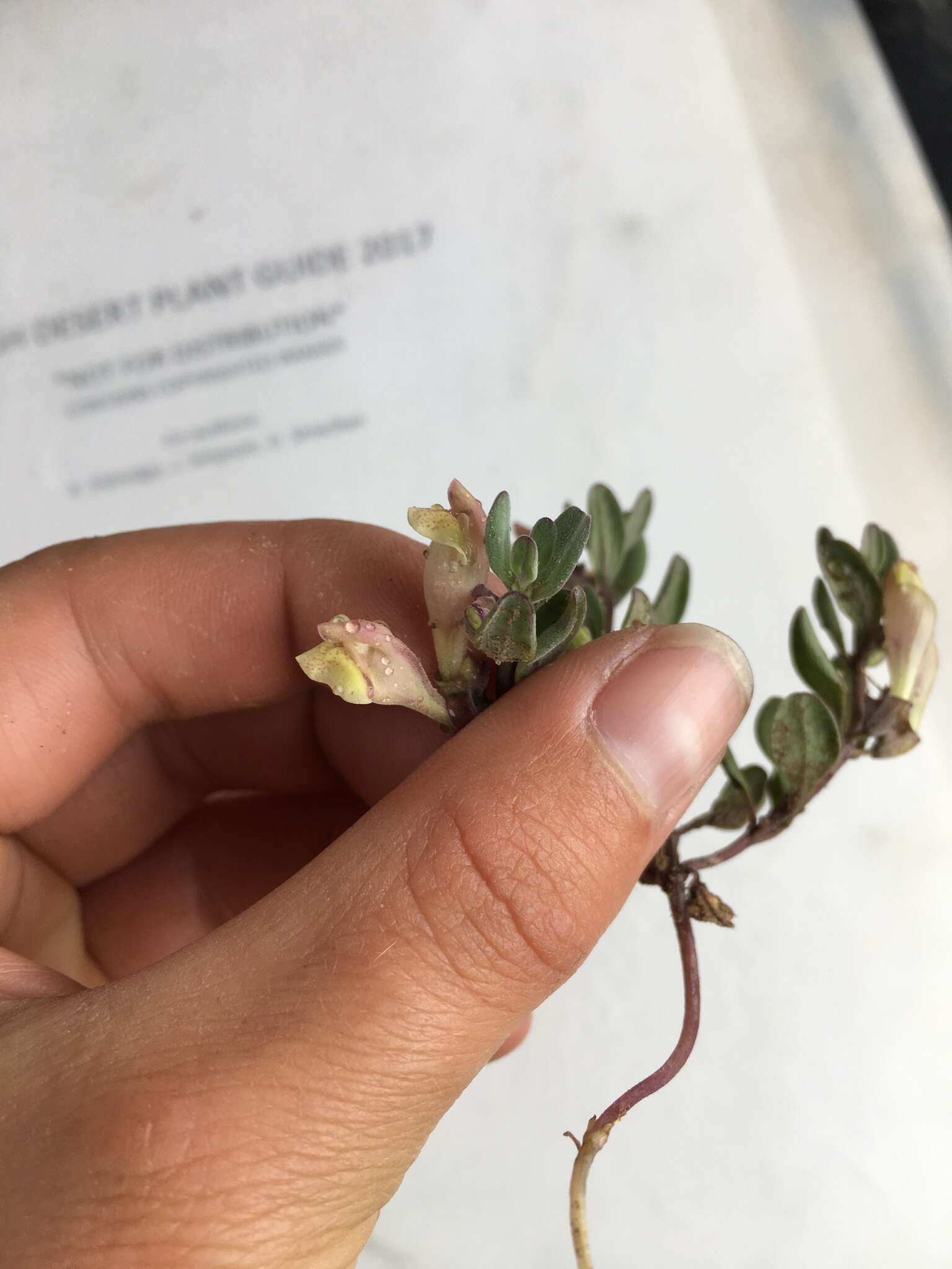 Image of dwarf skullcap