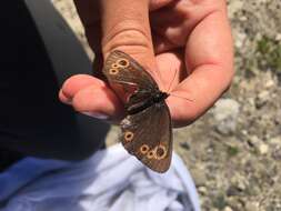 Image of Lapland Ringlet