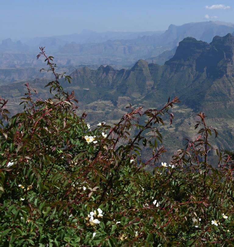 Sivun Rosa abyssinica R. Br. kuva