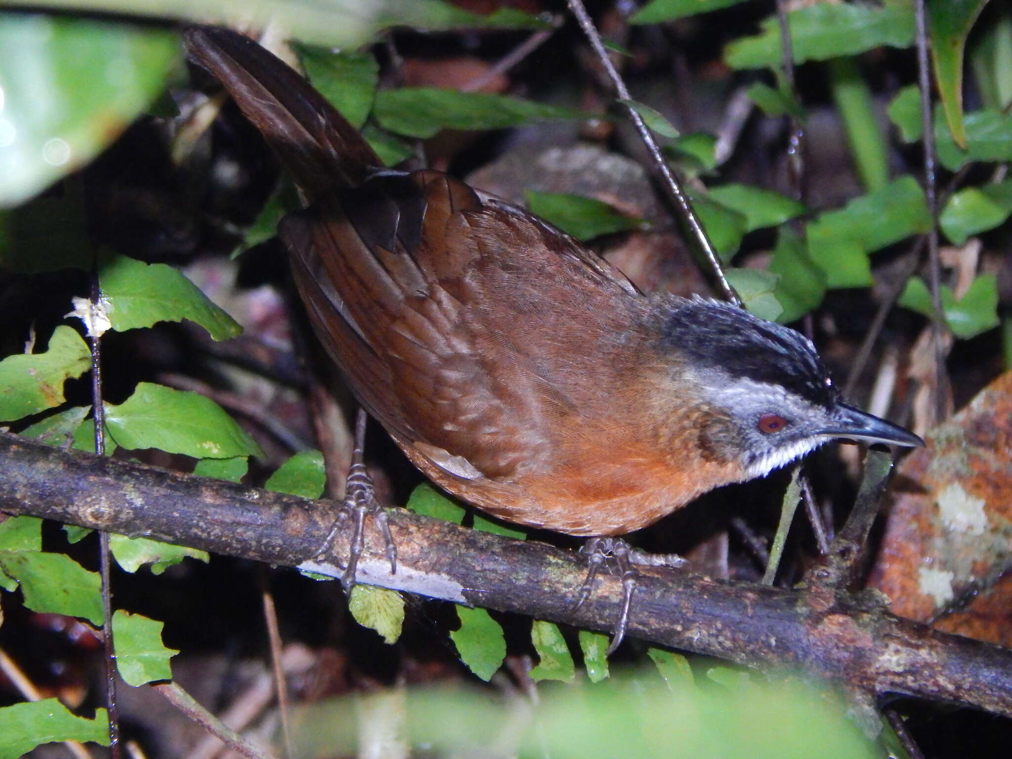 Image of Black-capped Babbler