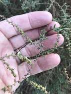 Image of Shrubby Seepweed