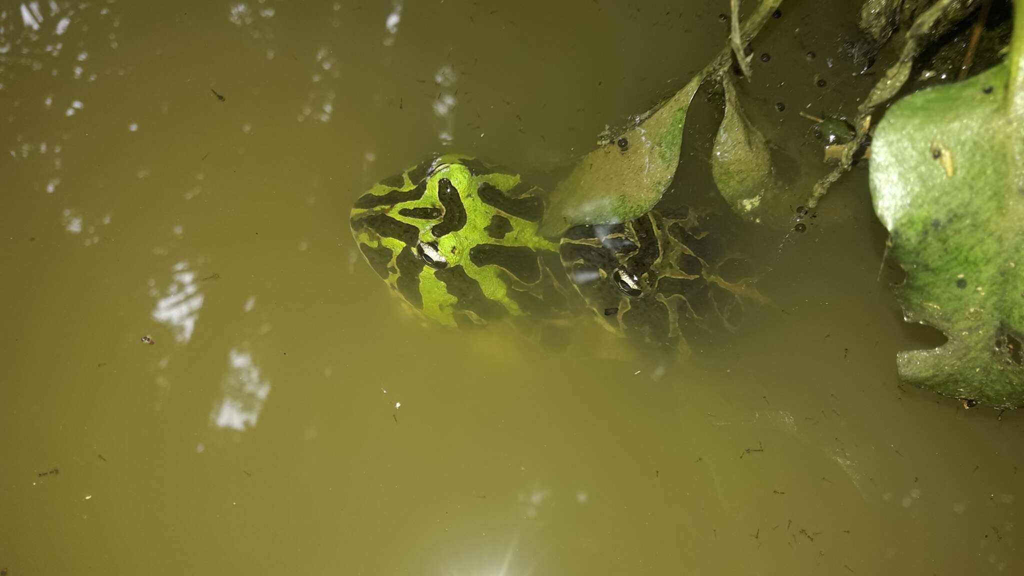 Image of Pacific Big-Mouthed Frog