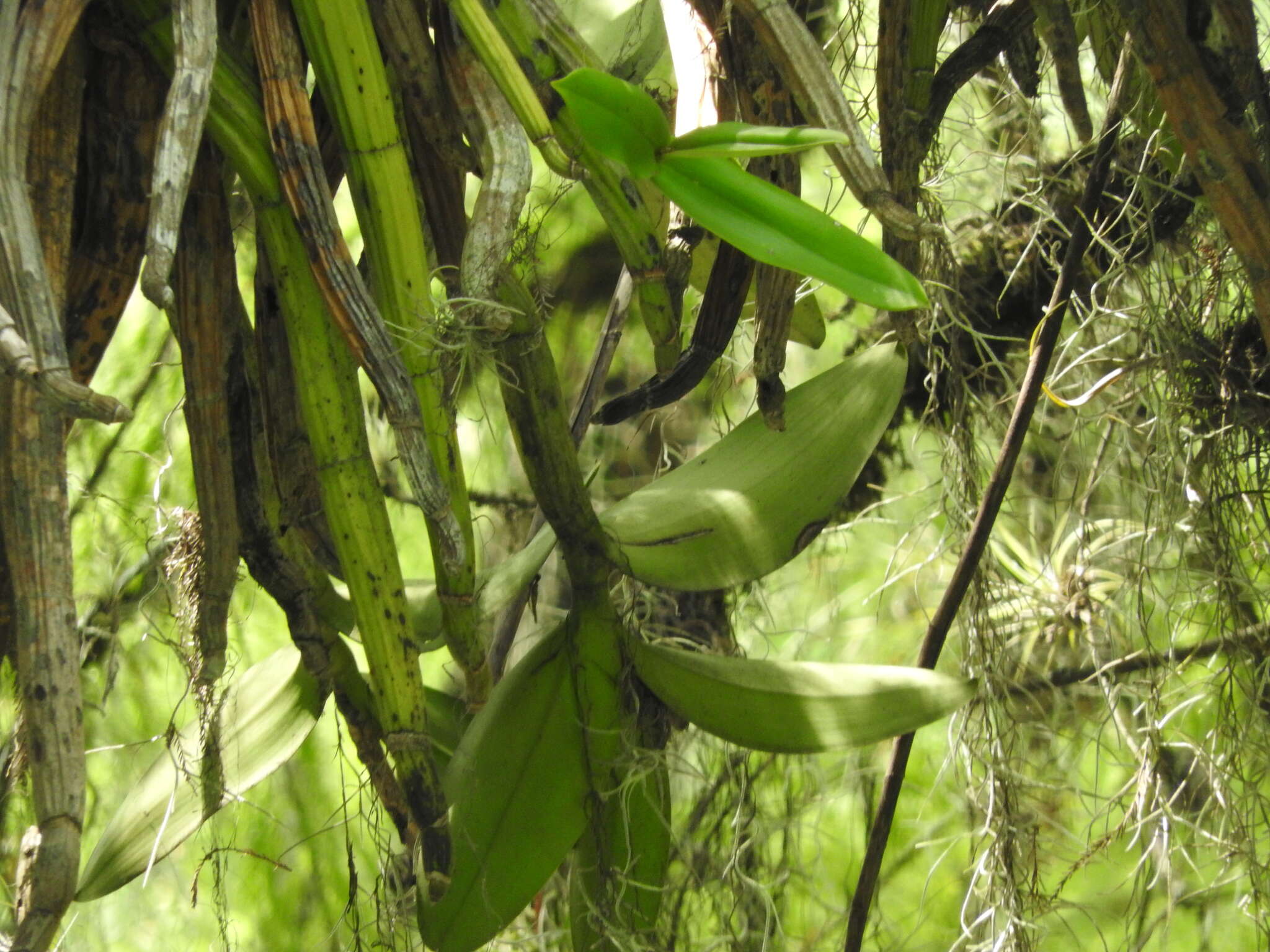 Plancia ëd Myrmecophila grandiflora (Lindl.) Carnevali, J. L. Tapia & I. Ramírez