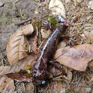Image of California Giant Salamander
