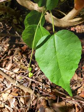 Image of Mallotus oppositifolius (Geiseler) Müll. Arg.