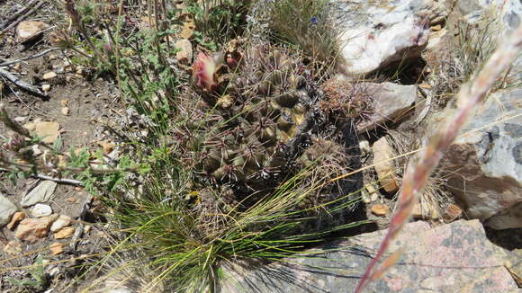 Image of Gymnocalycium reductum (Link) Pfeiff. ex Mittler