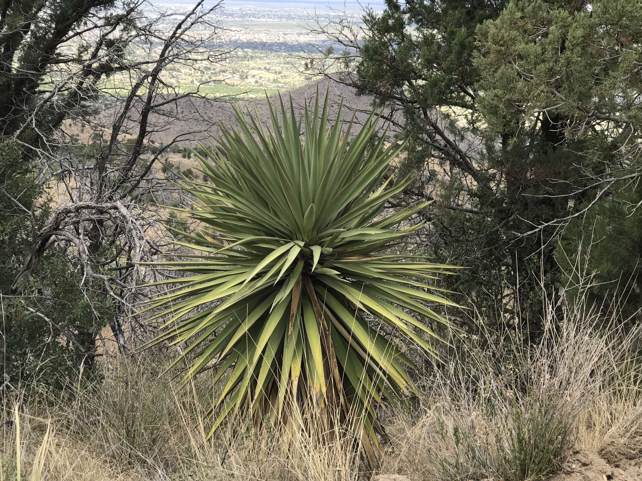 Image de Yucca madrensis Gentry