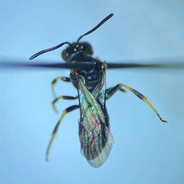 Pseudopanurgus labrosus (Robertson 1895) resmi