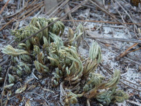 Image of spiny spikemoss